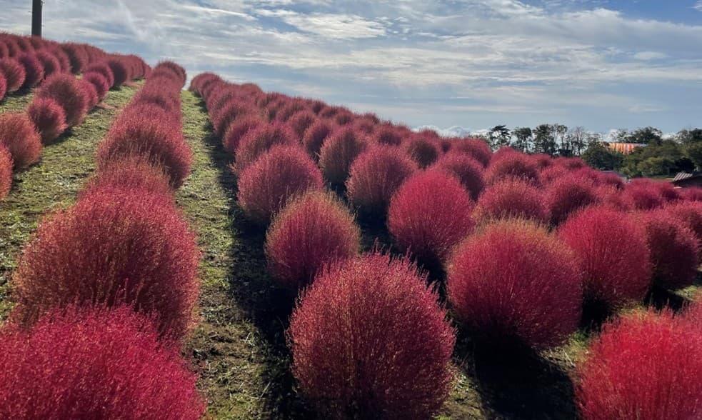 Kochia at Biwako Hakodateyama, Takashima, Shiga