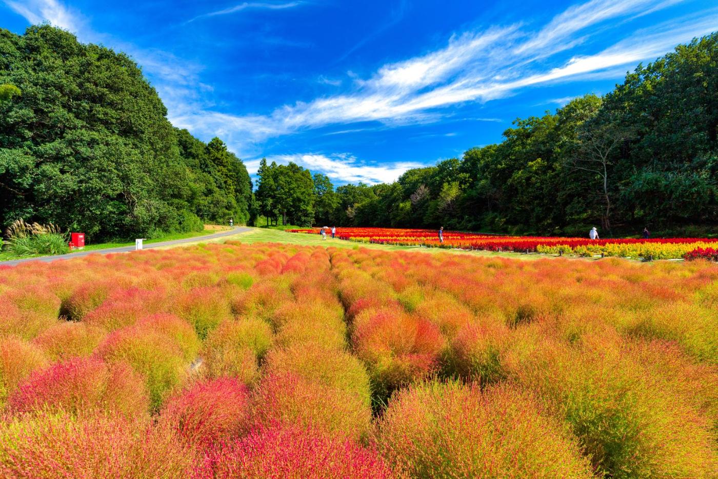 Kochia at Hirugano Picnic Garden, Hirugano, Takasu-cho, Gujo, Gifu