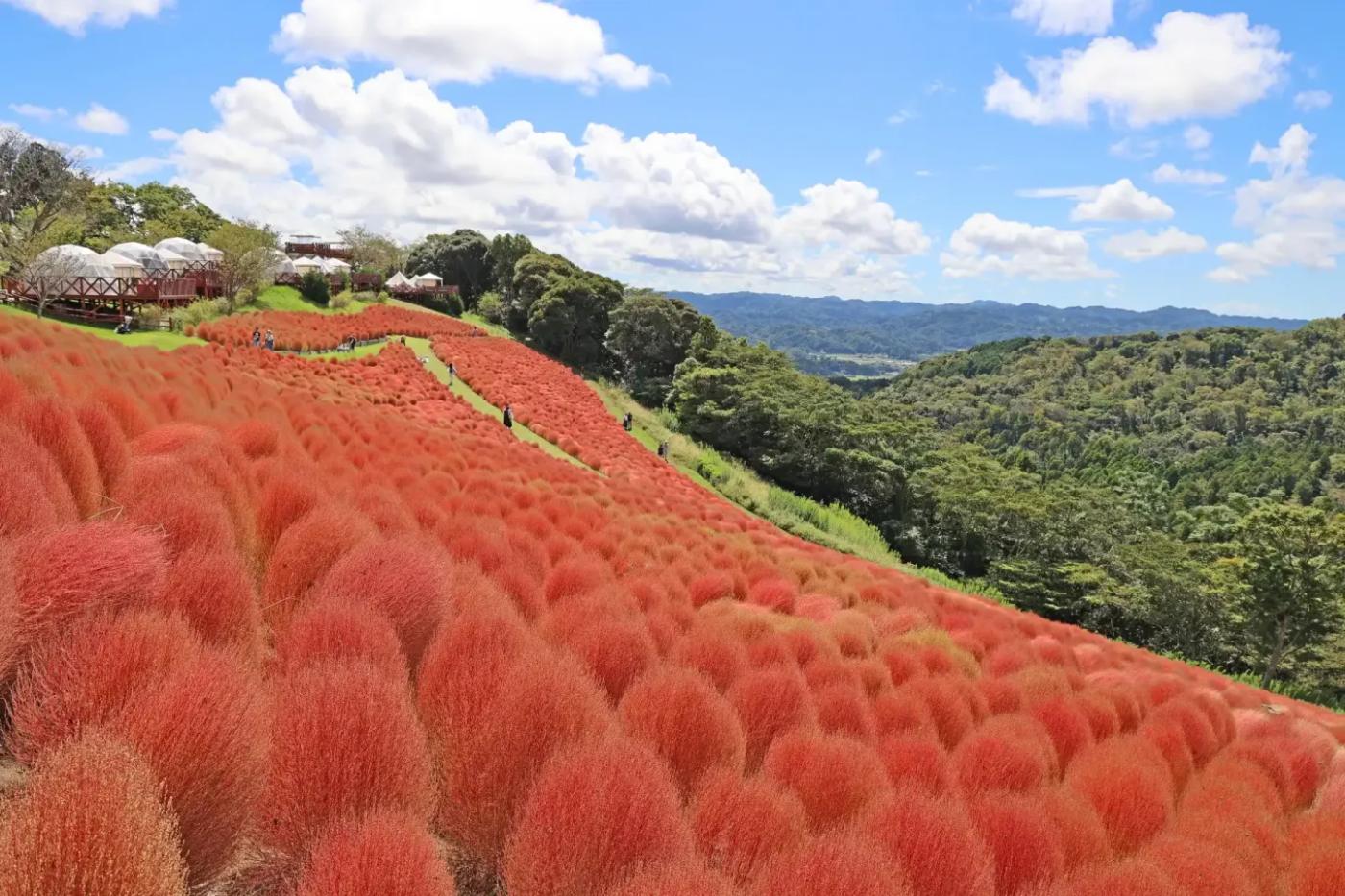 Kochia at Mother Farm, 940-3 Tagura, Futtsu, Chiba