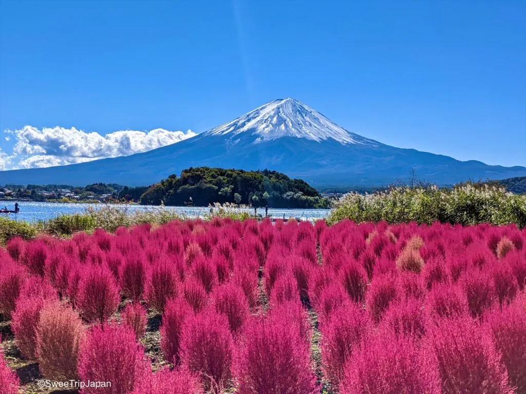 Kochia at Oishi Park, Oishi, Fujikawaguchiko, Yamanashi