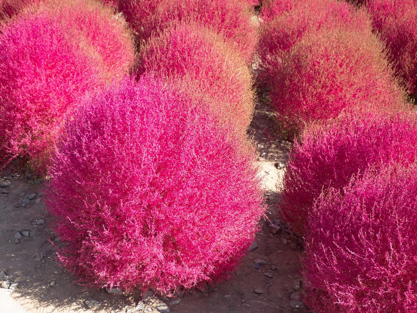 Kochia at Shima City Tourist Farm, 511-5 Isobecho-Anagawa, Shima, Mie