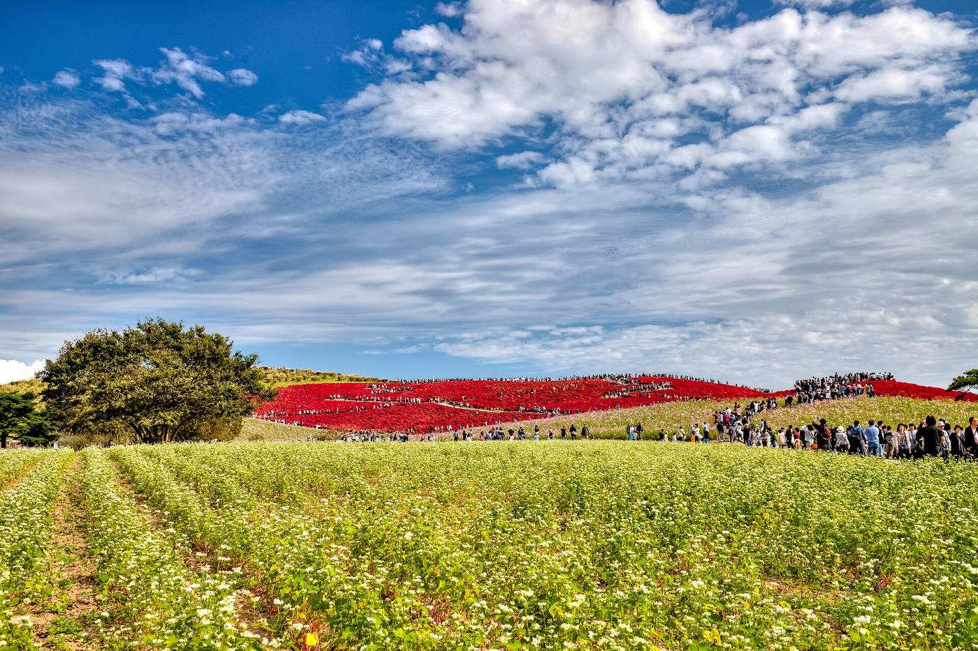 Kochia at Takino Suzuran Hillside Park, 247 Takino, Sapporo, Hokkaido