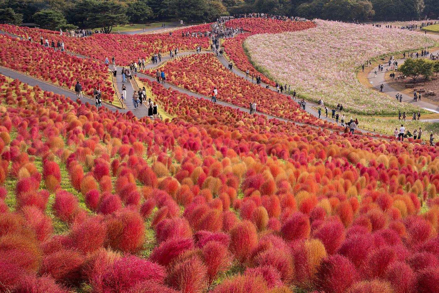 Kochia at Tambara Lavender Park, Tambara, Numata, Gunma