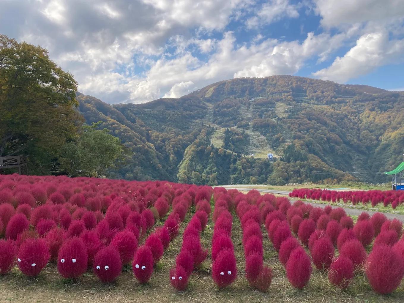 Kochia at Yuzawa Kogen Panorama Park, Yuzawa, Niigata