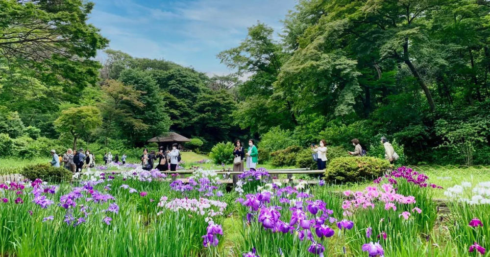 Iris at Meiji Jingu Inner Garden, 1-1 Yoyogikamizonocho, Shibuya City, Tokyo