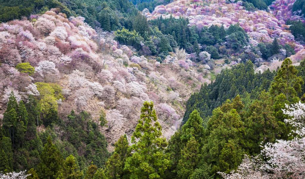 Cherry blossom at Mount Yoshino, Yoshinoyama, Yoshino, Nara