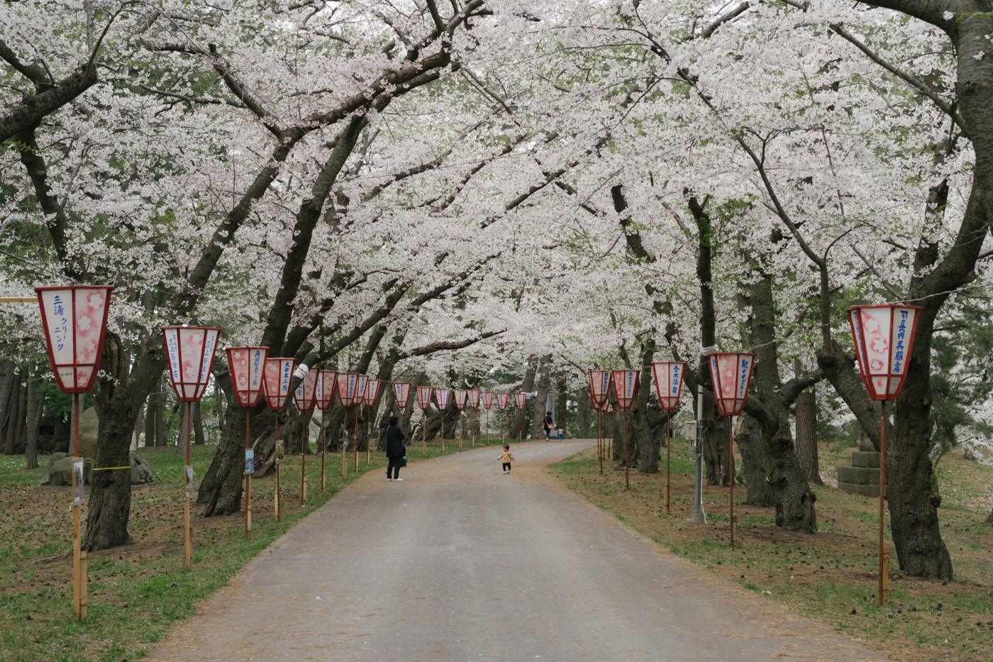 Cherry blossom at Ashino Park, Kanagi-machi, Goshogawara, Aomori
