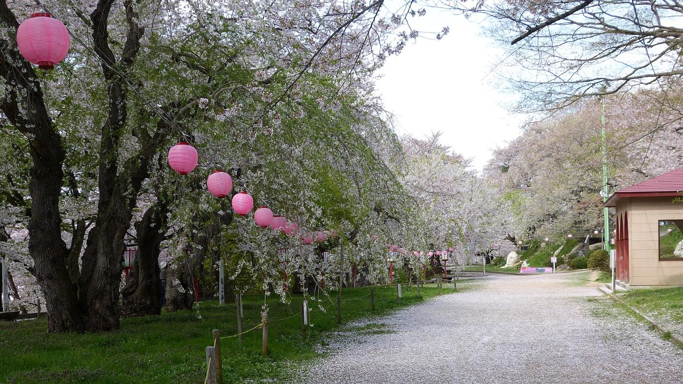 Cherry blossom at Eboshiyama Park, Akayu, Nanyo, Yamagata