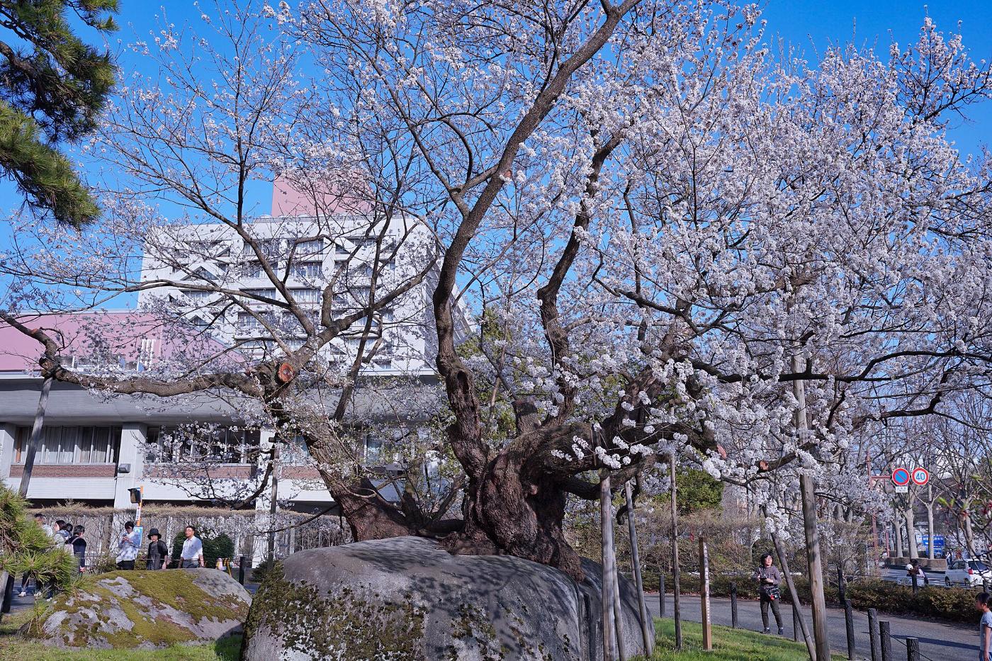 Cherry blossom at Ishiwarizakura, 2-9 Uchimaru, Morioka, Iwate