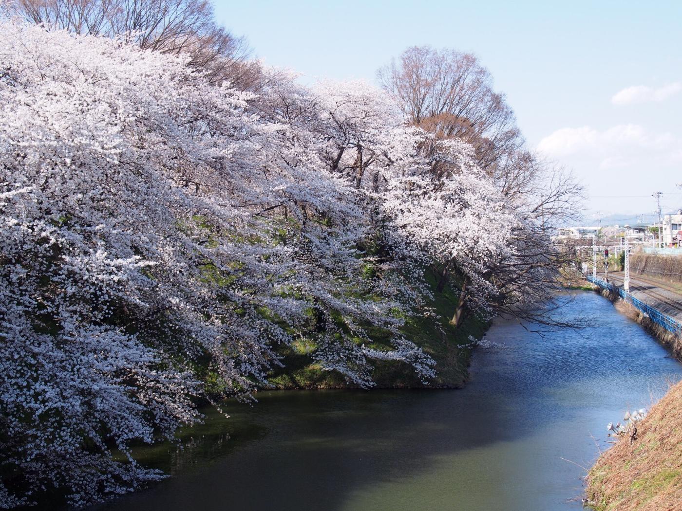 Cherry blossom at Kajo Park (Yamagata Castle), Kajomachi, Yamagata
