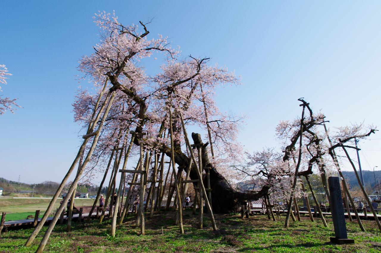 Cherry blossom at Kubo-zakura (Isazawa), 2027 Kami-Isazawa, Nagai, Yamagata