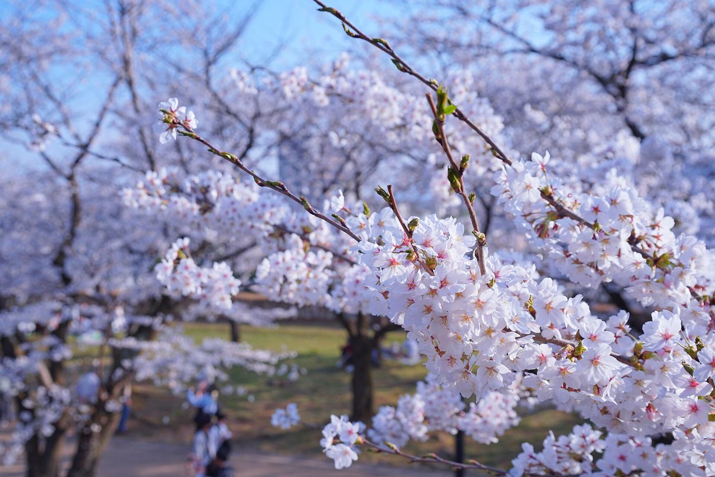 Cherry blossom at Morioka Castle Ruins Park, 1-37 Uchimaru, Morioka, Iwate