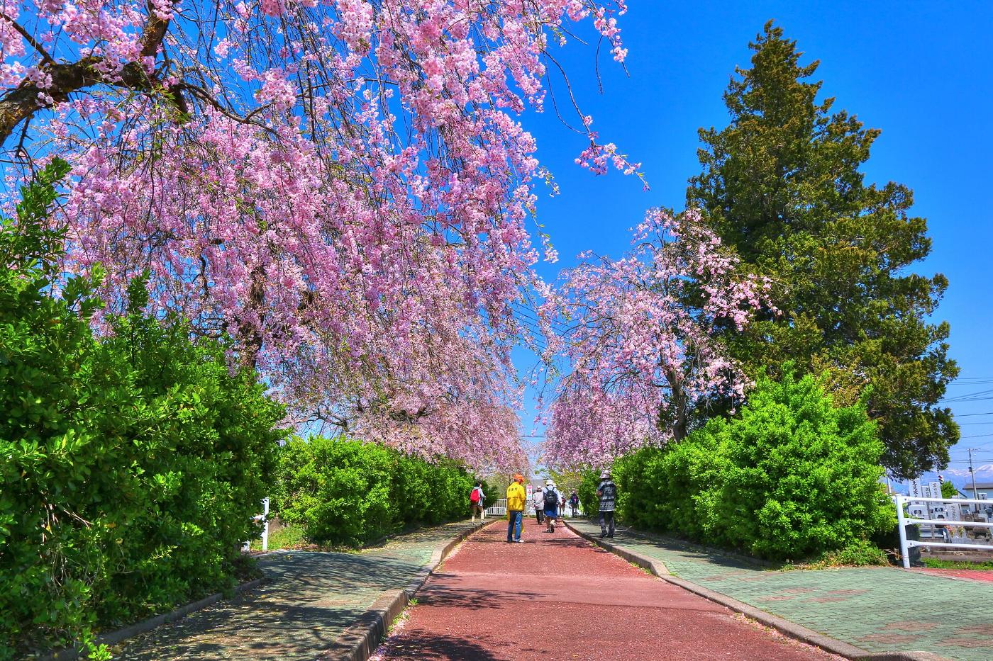 Cherry blossom at Nicchu Line Weeping Cherries, Kitakata, Fukushima