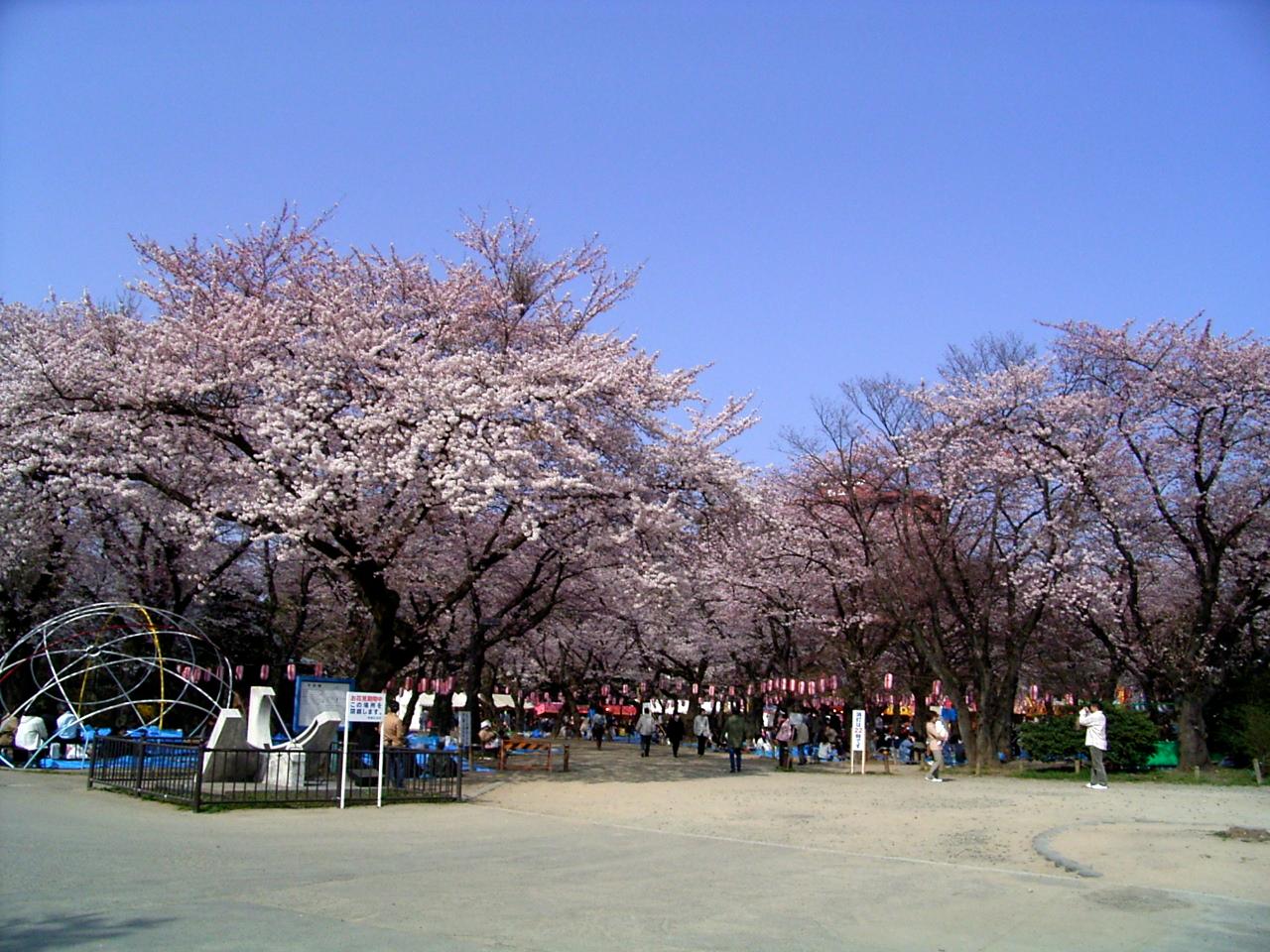 Cherry blossom at Nishi Park (Sendai), Sakuragaoka-koen, Aoba Ward, Sendai, Miyagi