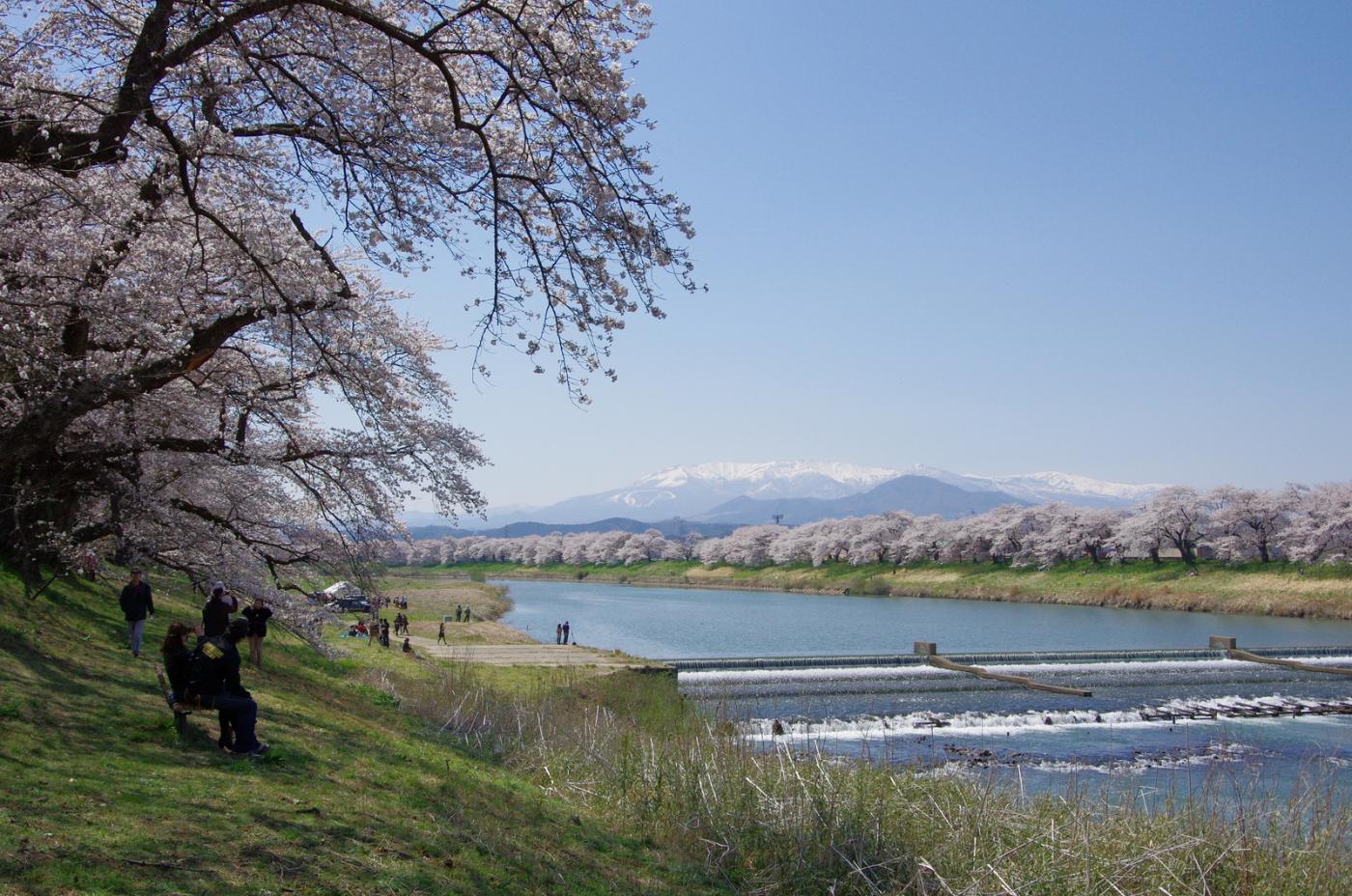 Cherry blossom at Shiroishi River Hitome Senbonzakura, Ogawara, Shibata District, Miyagi