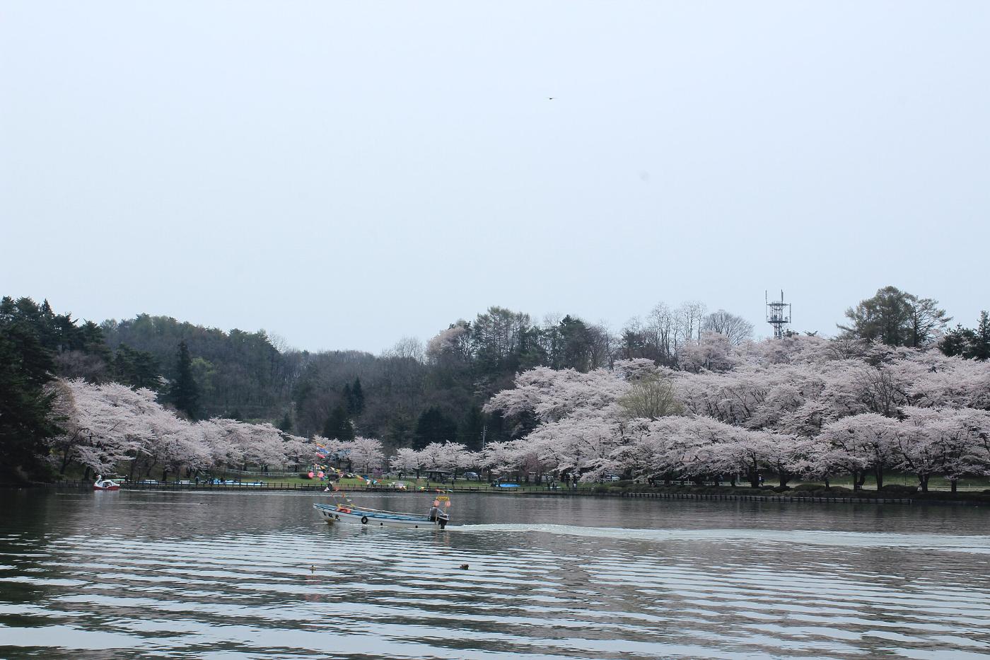 Cherry blossom at Takamatsu Park (Morioka), Takamatsu, Morioka, Iwate