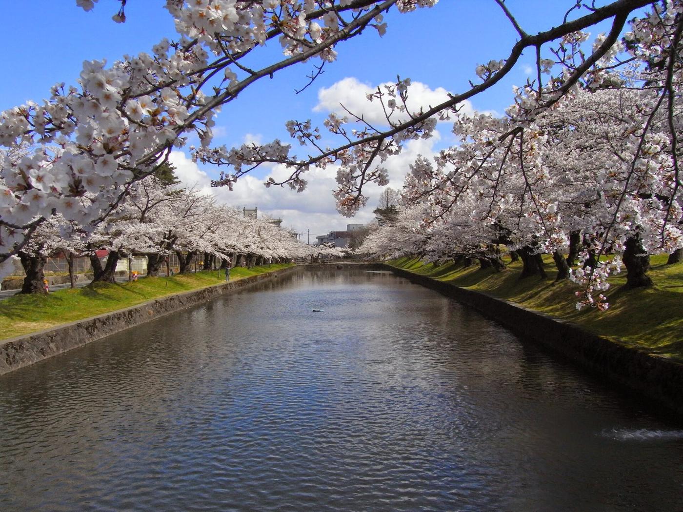 Cherry blossom at Tsuruoka Park, Babacho, Tsuruoka, Yamagata