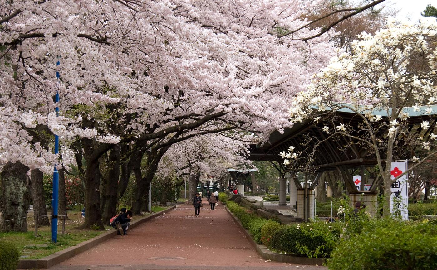 Cherry blossom at Tsutsujigaoka Park, Gorin, Miyagino Ward, Sendai, Miyagi