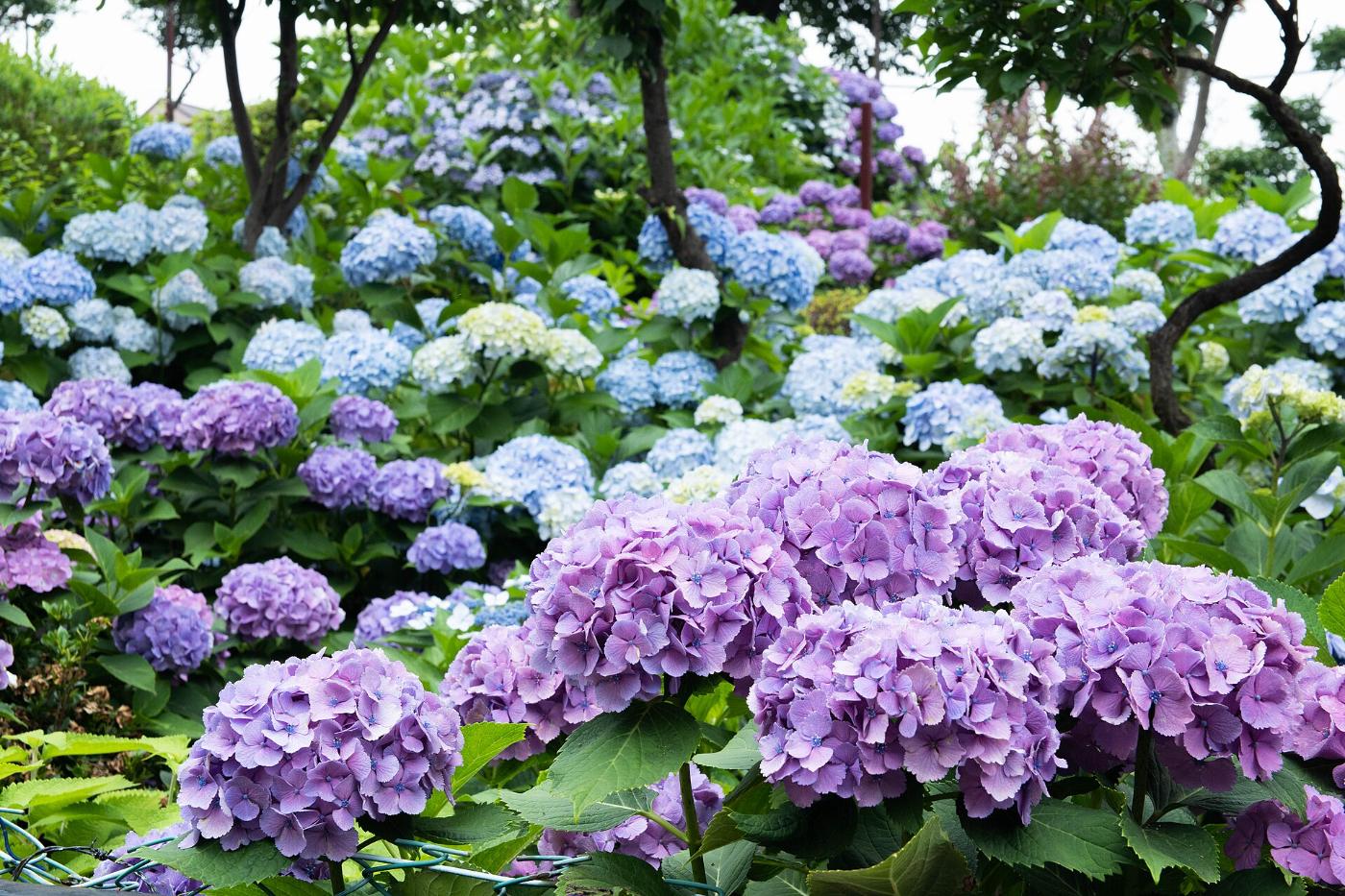 Hydrangea at Hakusan Shrine (Bunkyo), 5-31-26 Hakusan, Bunkyo City, Tokyo
