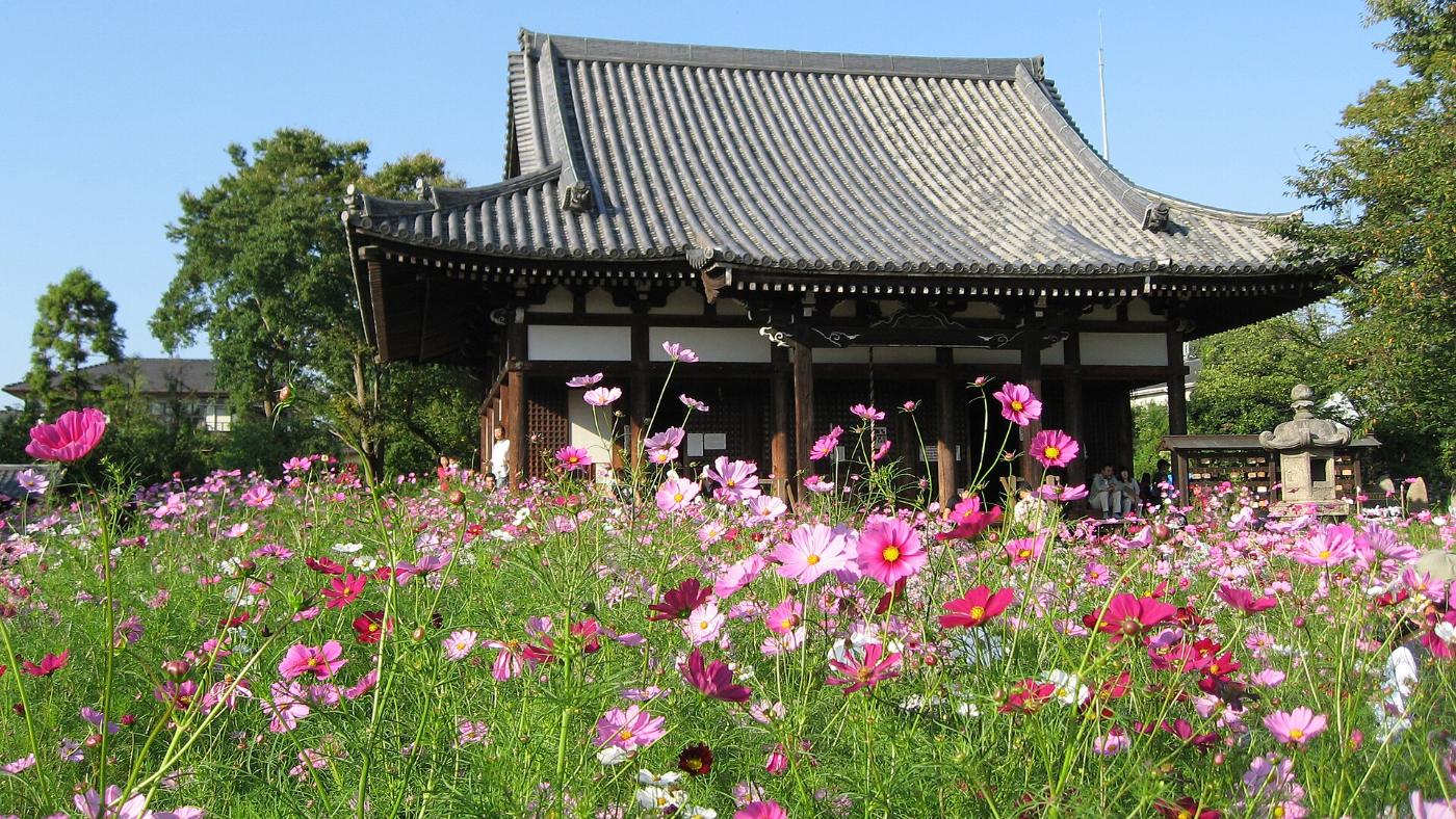 Cosmos at Hannya-ji Temple, 221 Hannyajicho, Nara