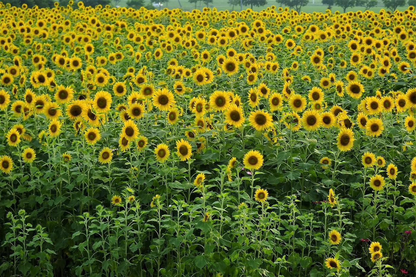Sunflowers at Himawari-no-Oka Park (Ono), 1774 Hachiyama-cho, Ono, Hyogo