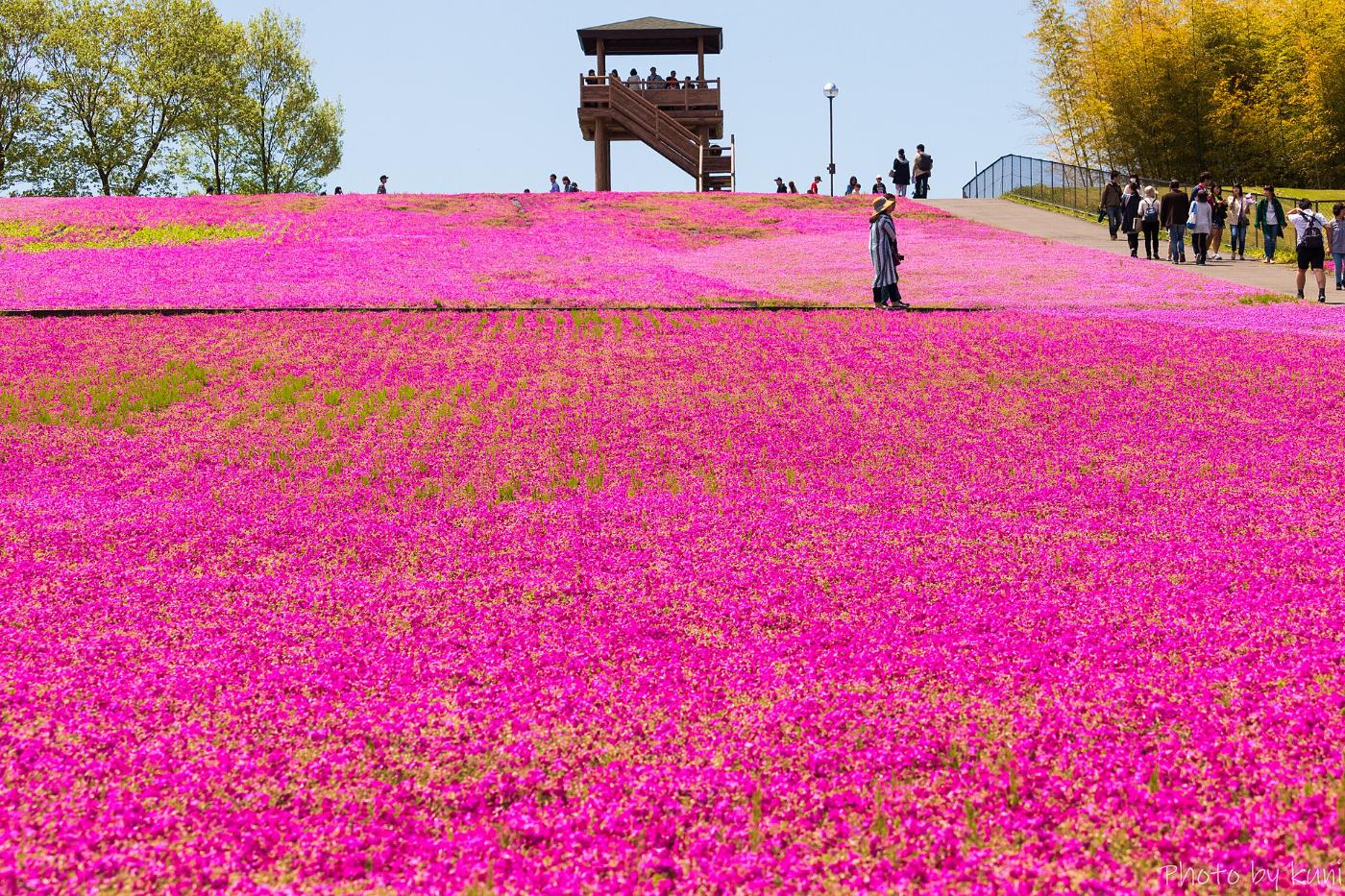 Shibazakura at Ichikai Shibazakura Park, Tano, Ichikai, Haga District, Tochigi