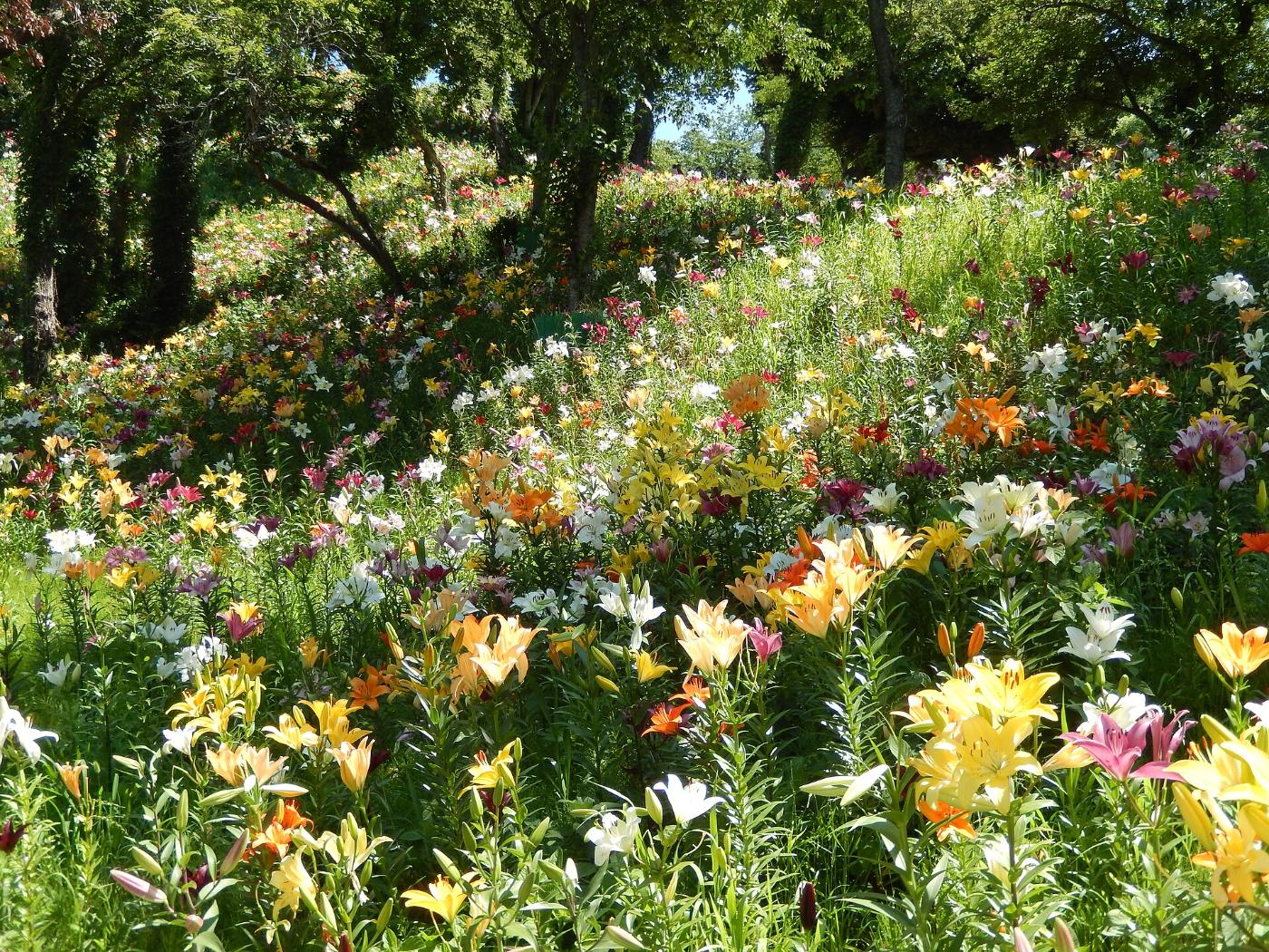 Lilies at Kasui Yuri-no-en, 2000 Kuno, Fukuroi, Shizuoka