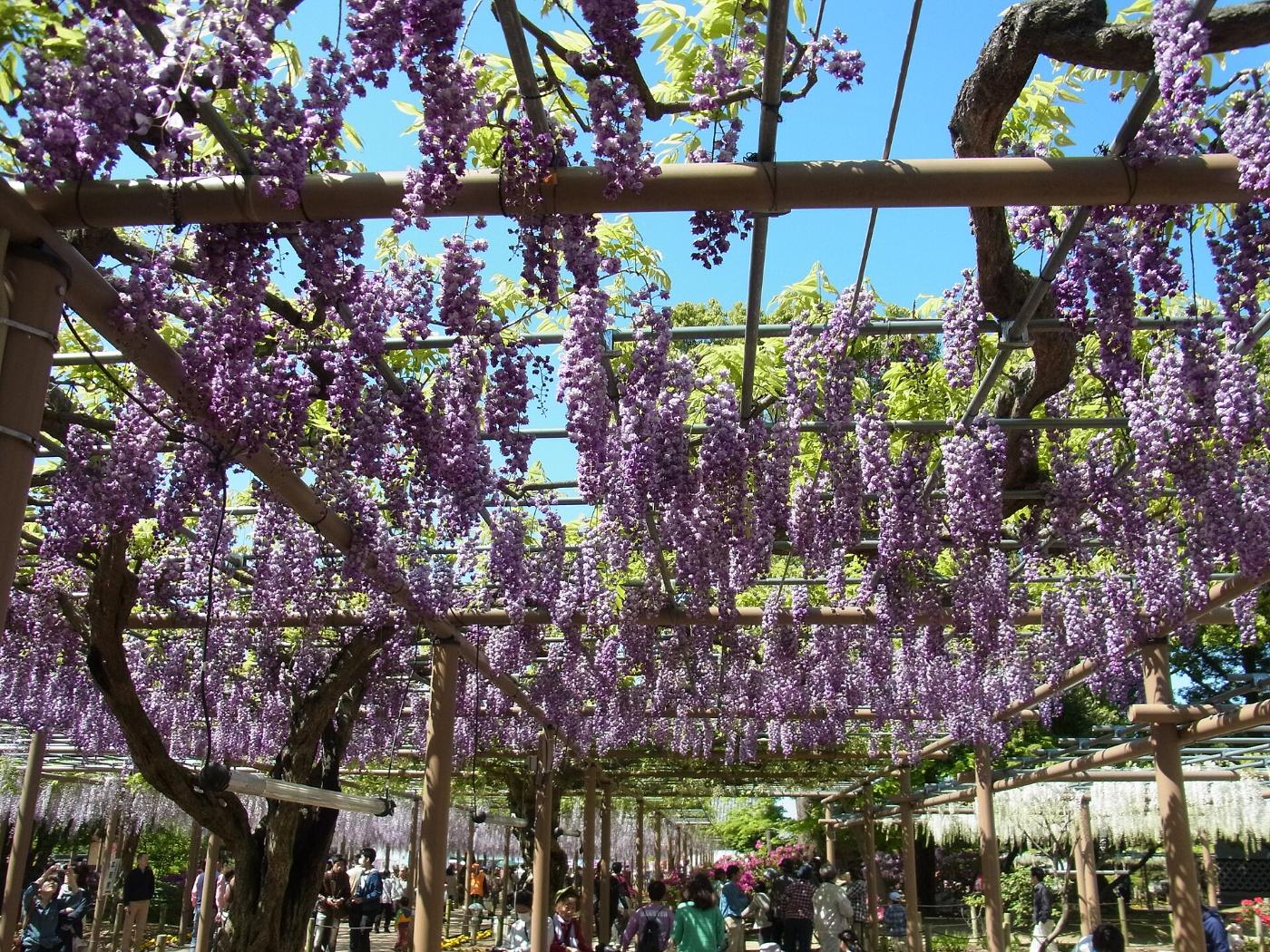 Wisteria at Mandara-ji Park, Maeiida, Konan, Aichi