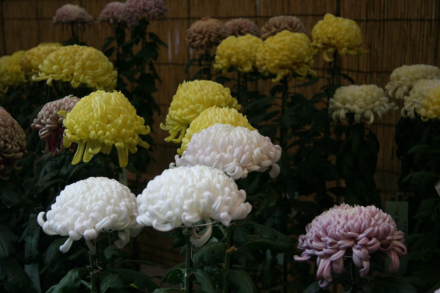 Chrysanthemum at Meiji Jingu Chrysanthemum Show, 1-1 Yoyogikamizonocho, Shibuya City, Tokyo