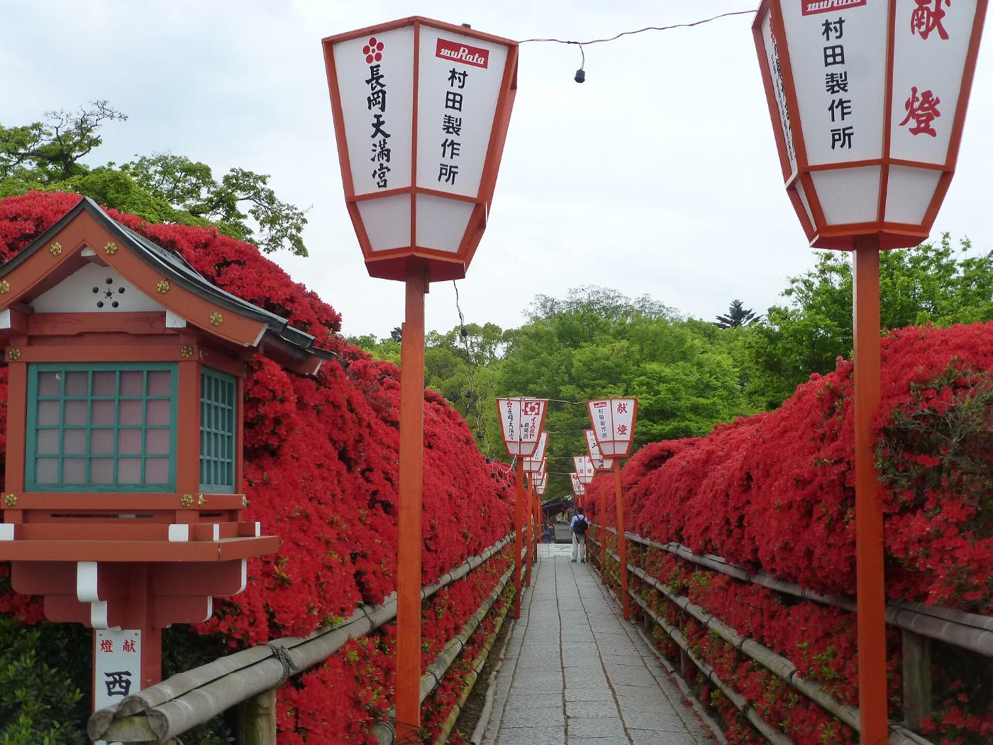 Azalea at Nagaoka Tenmangu Shrine, 2-15-13 Tenjin, Nagaokakyo, Kyoto