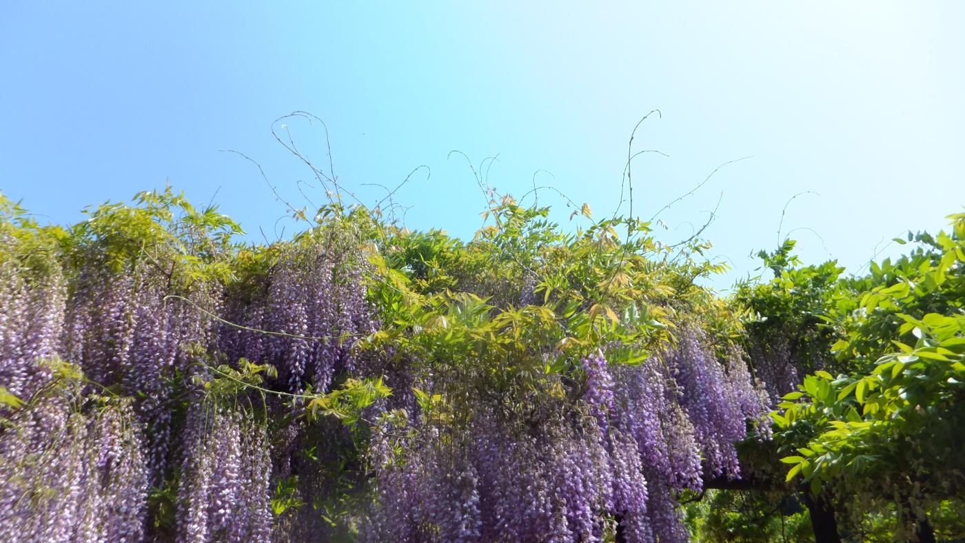 Wisteria at Shirai Omachi Wisteria Park, 1008 Wadayama-cho Shirai, Asago, Hyogo