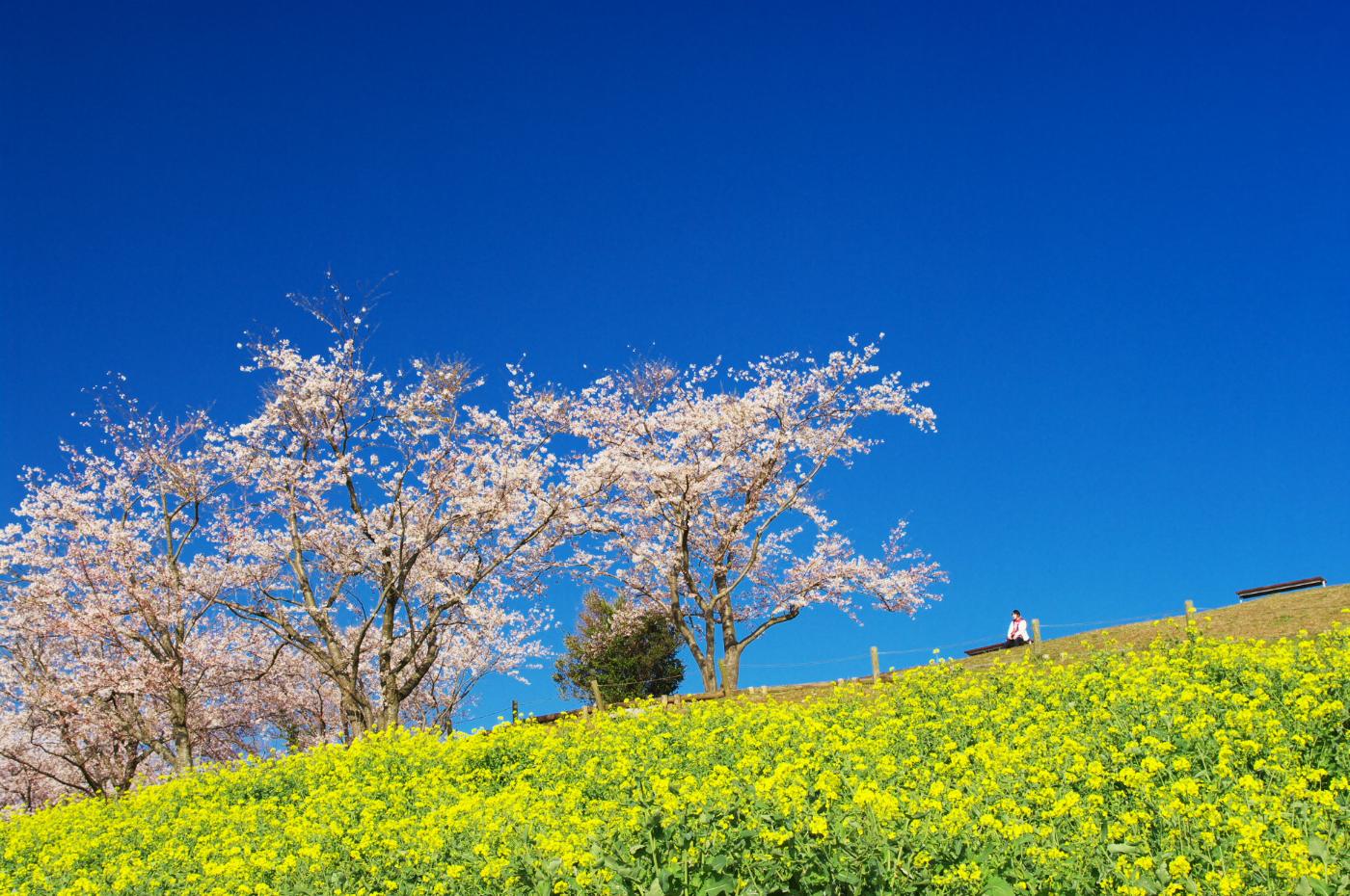Rapeseed at Shirakimine Kogen, Shirakimine-machi, Isahaya, Nagasaki