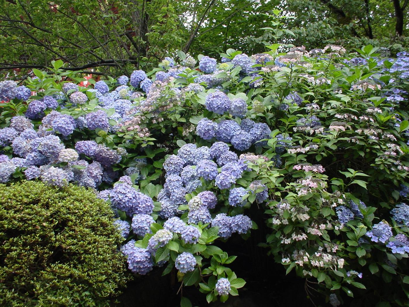 Hydrangea at Takahata Fudo, 733 Takahata, Hino, Tokyo