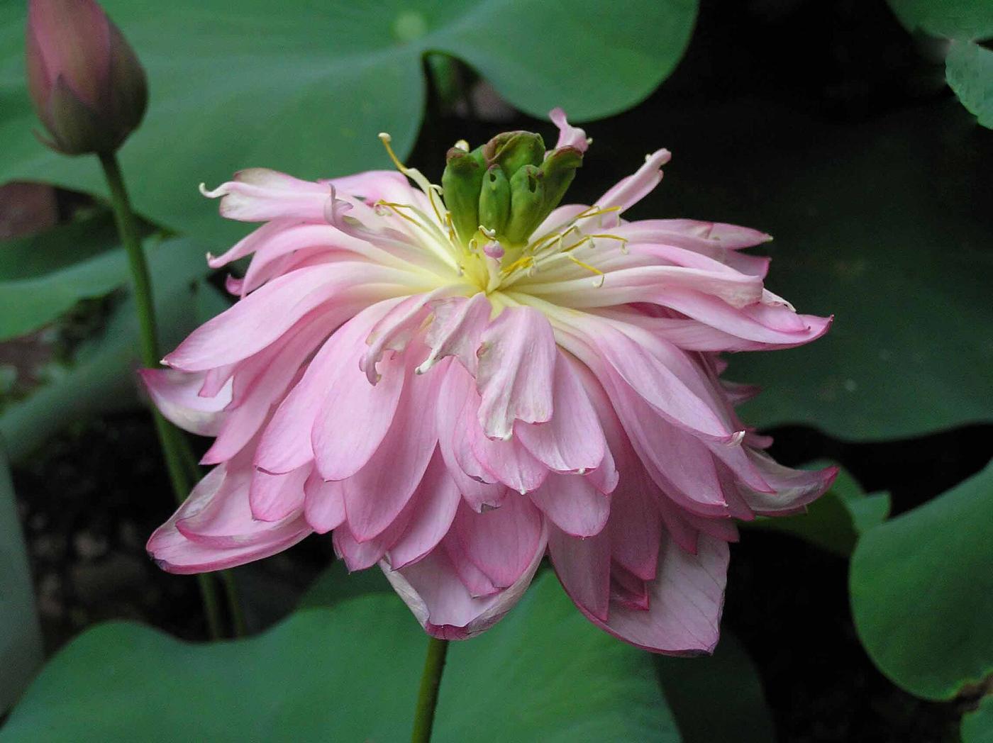 Lotus at Toshodai-ji Temple, 13-46 Gojocho, Nara