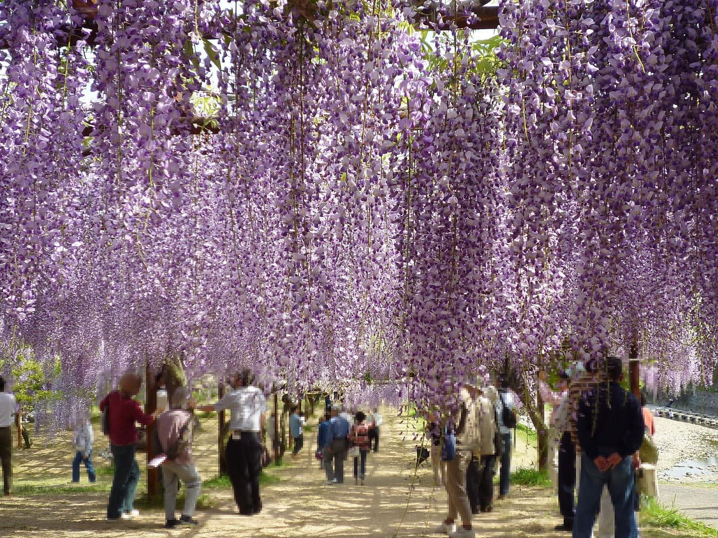 Wisteria at Wake Wisteria Park, 1-1 Fujino, Wake, Okayama