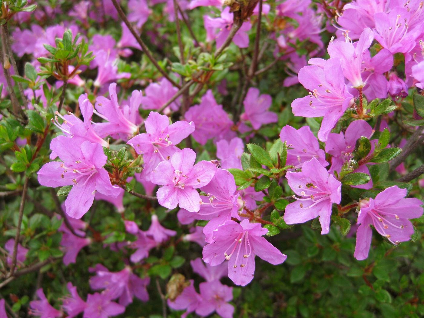 Azalea at Ebino Kogen Tsutsuji-ga-oka, Ebino, Miyazaki
