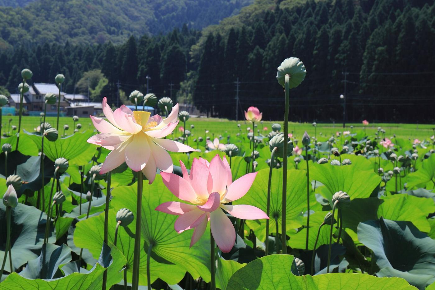 Lotus at Hana Hasu Park, Minamiechizen, Fukui