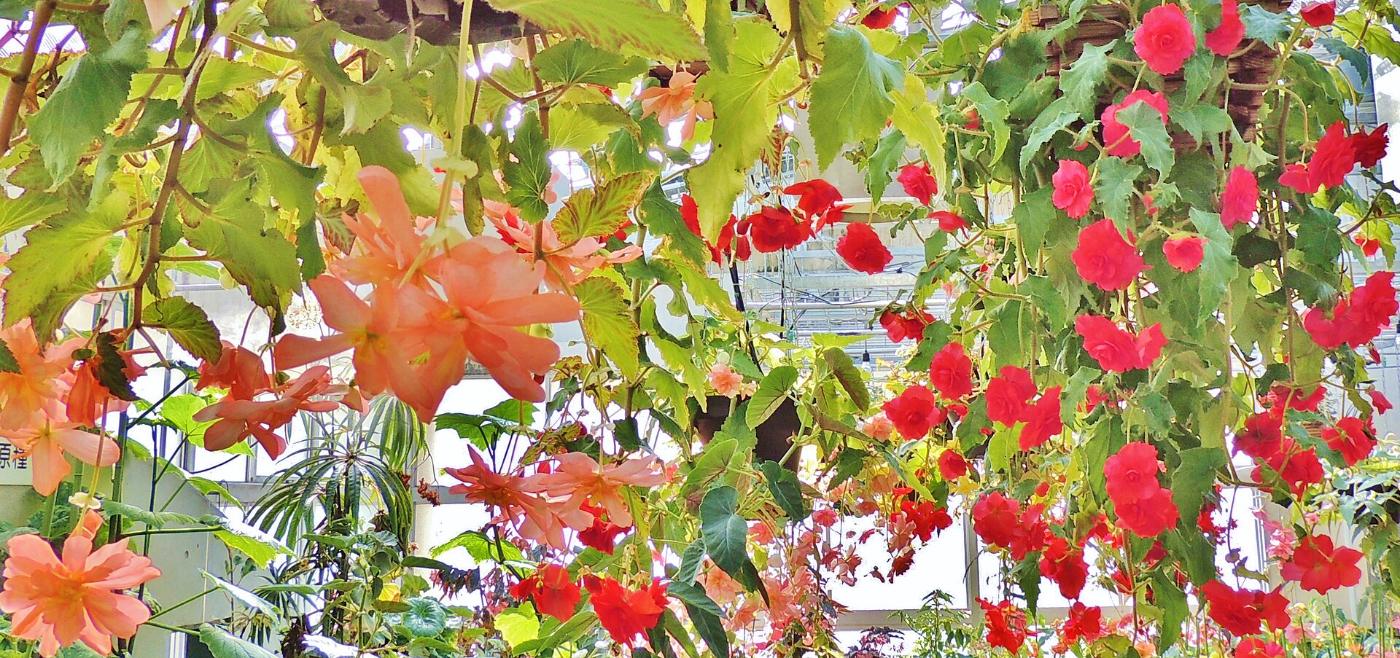 Begonia at Hiroshima Botanical Garden, Kurashige, Saeki Ward, Hiroshima
