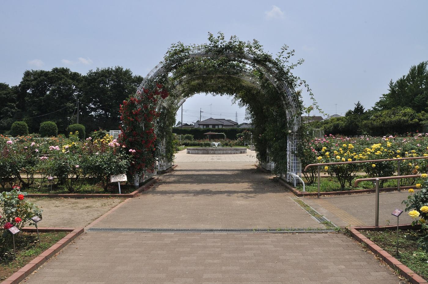 Roses at Ina Town Memorial Park Rose Garden, Ina, Kitaadachi District, Saitama