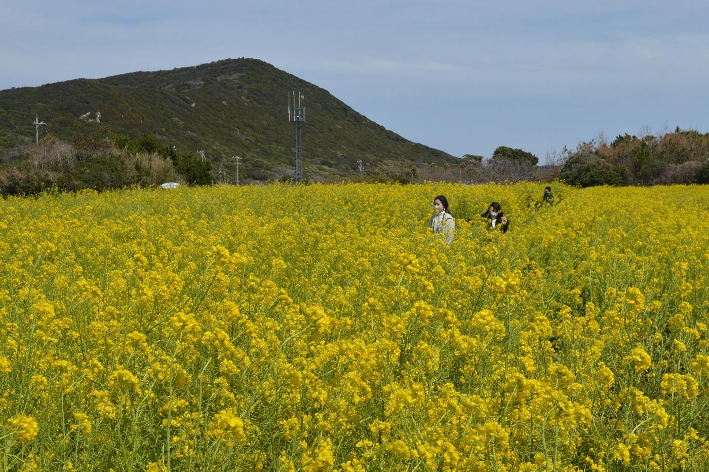 Rapeseed at Irago Nanohana Garden, Tahara, Aichi
