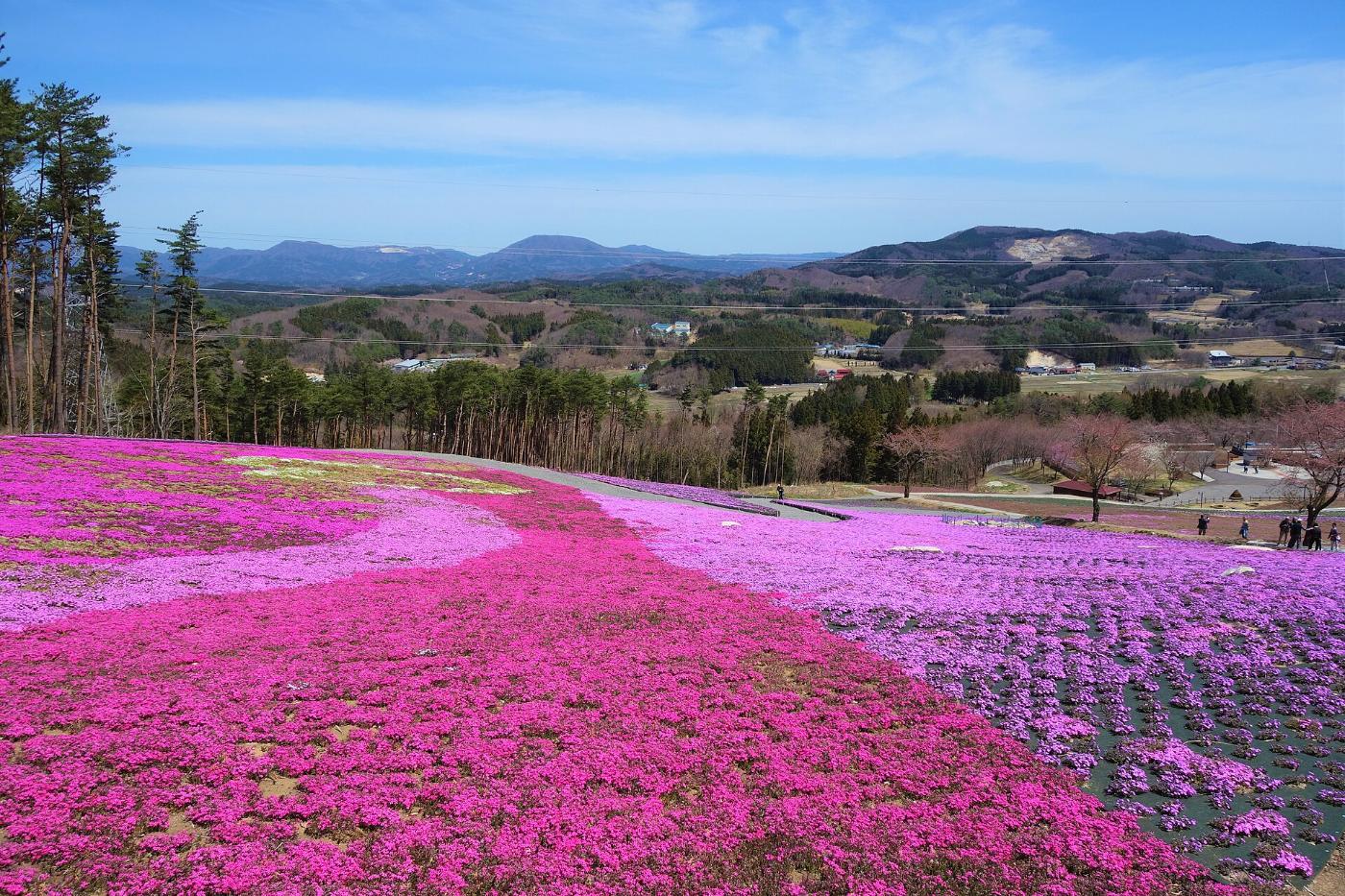 Shibazakura at Jupia Land Hirata (Moss Phlox), Hirata, Ishikawa District, Fukushima