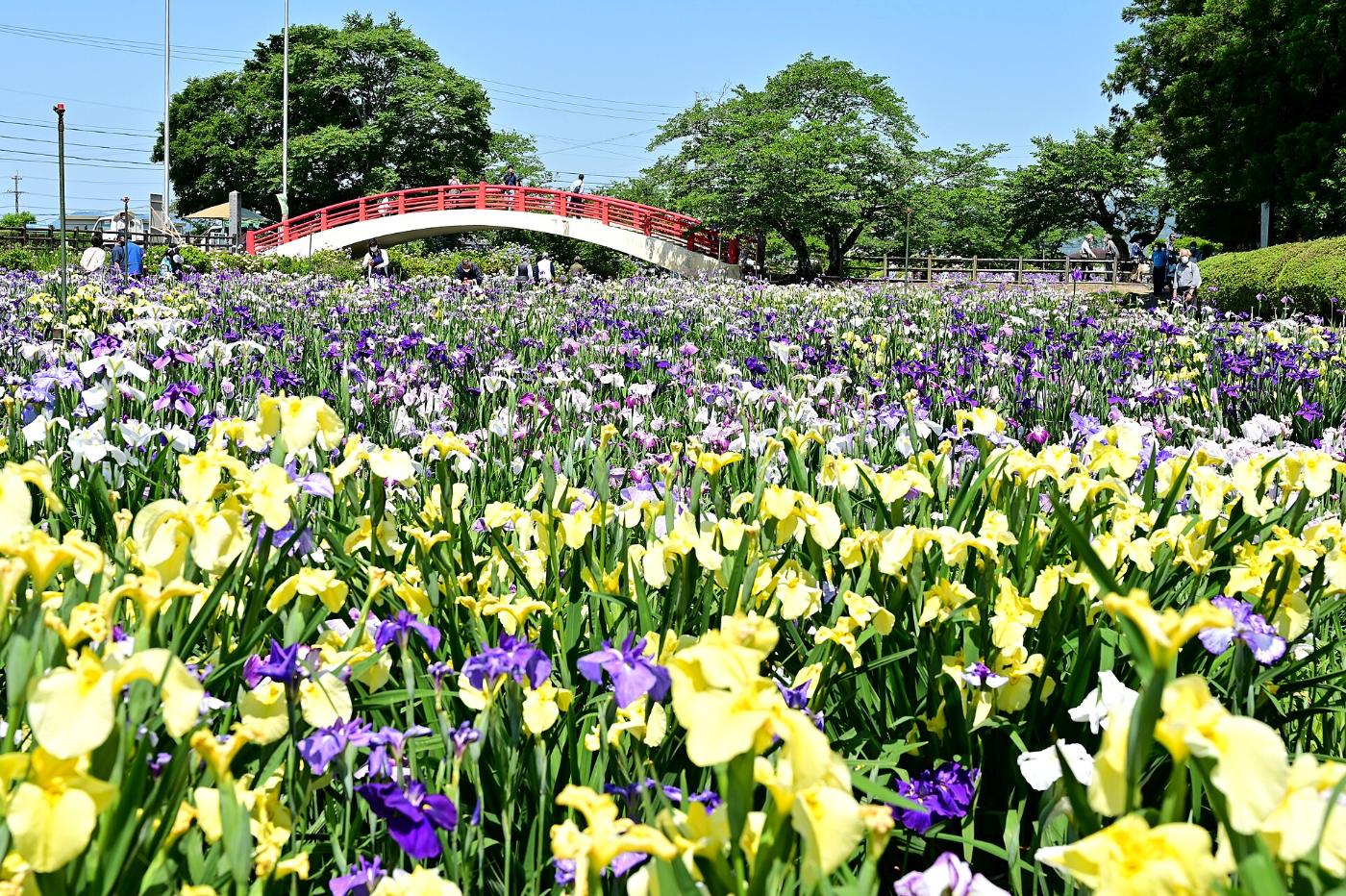 Iris at Kamo Shobuen (Toyohashi), Kamo-cho, Toyohashi, Aichi
