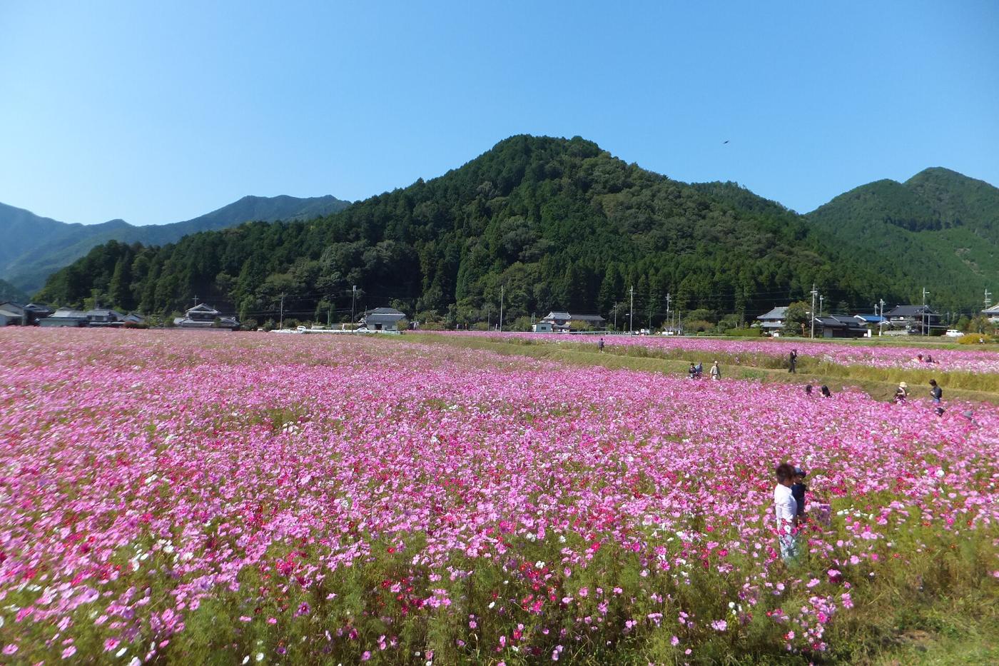 Cosmos at Kiyozumi Cosmos Garden, Ichijima-cho, Tamba, Hyogo
