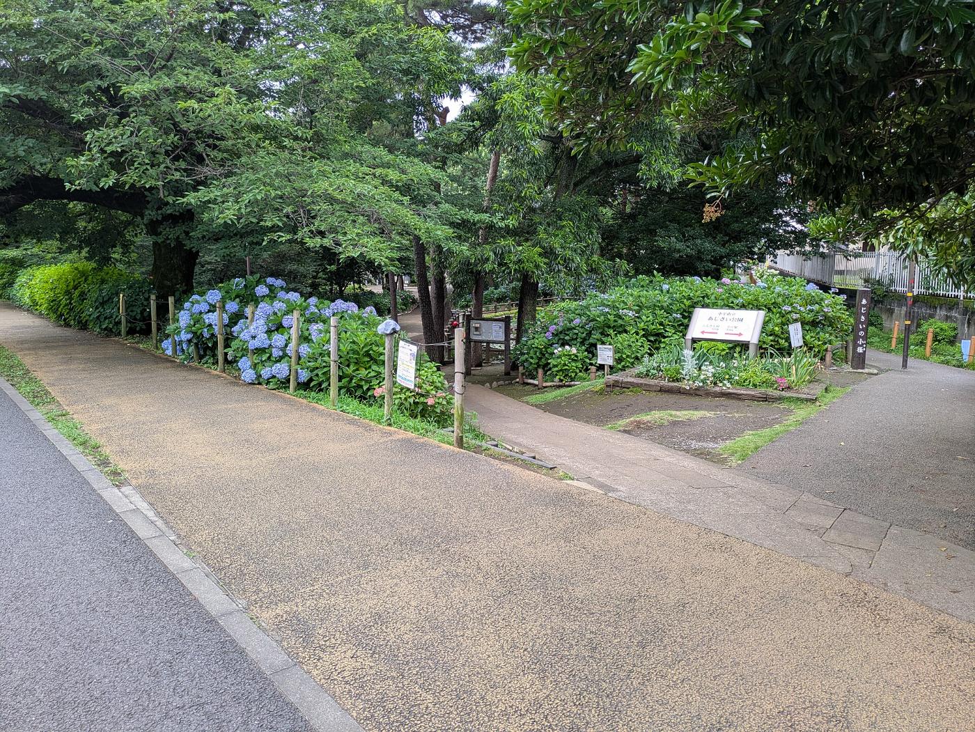 Hydrangea at Kodaira Ajisai Park, Kodaira, Tokyo