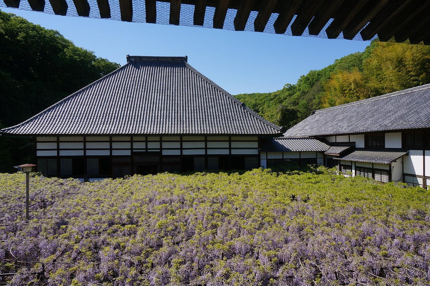 Wisteria at Koppata Wisteria (Chosen-ji), Kanra, Gunma