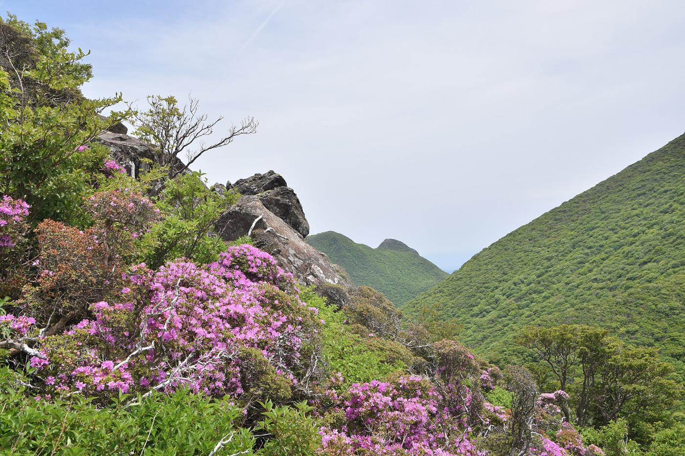 Azalea at Kuju Mountains, Kokonoe, Kusu District, Oita