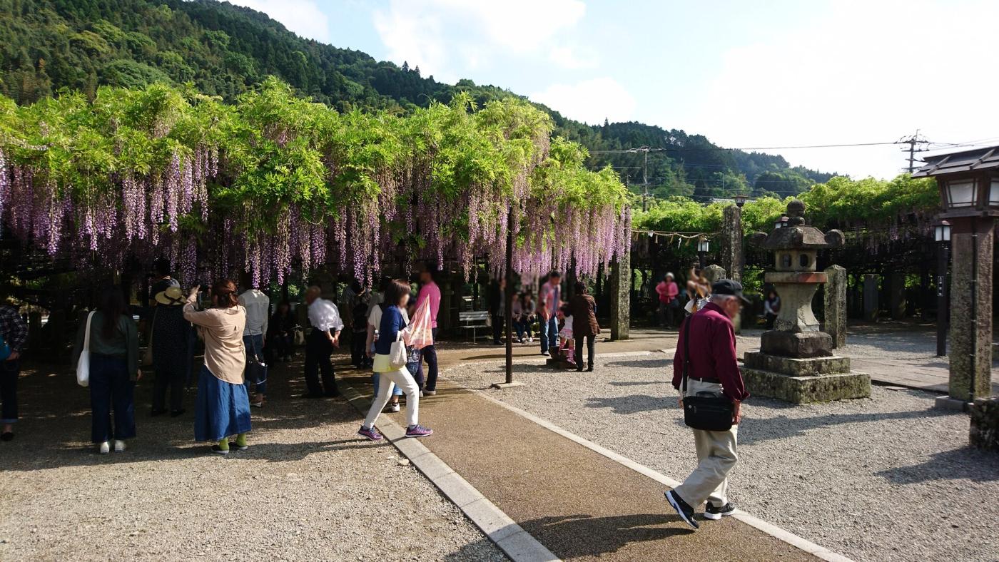 Wisteria at Kuroki Great Wisteria, Kurogi-machi, Yame, Fukuoka