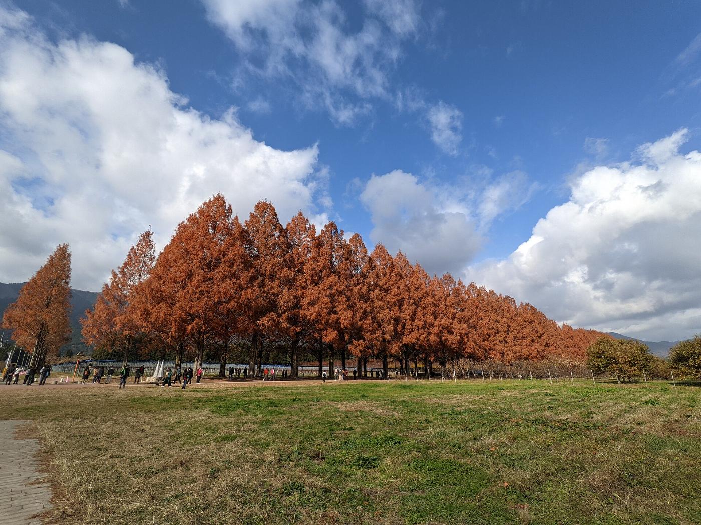 Autumn leaves at Metasequoia Avenue (Makino), Makino-cho, Takashima, Shiga