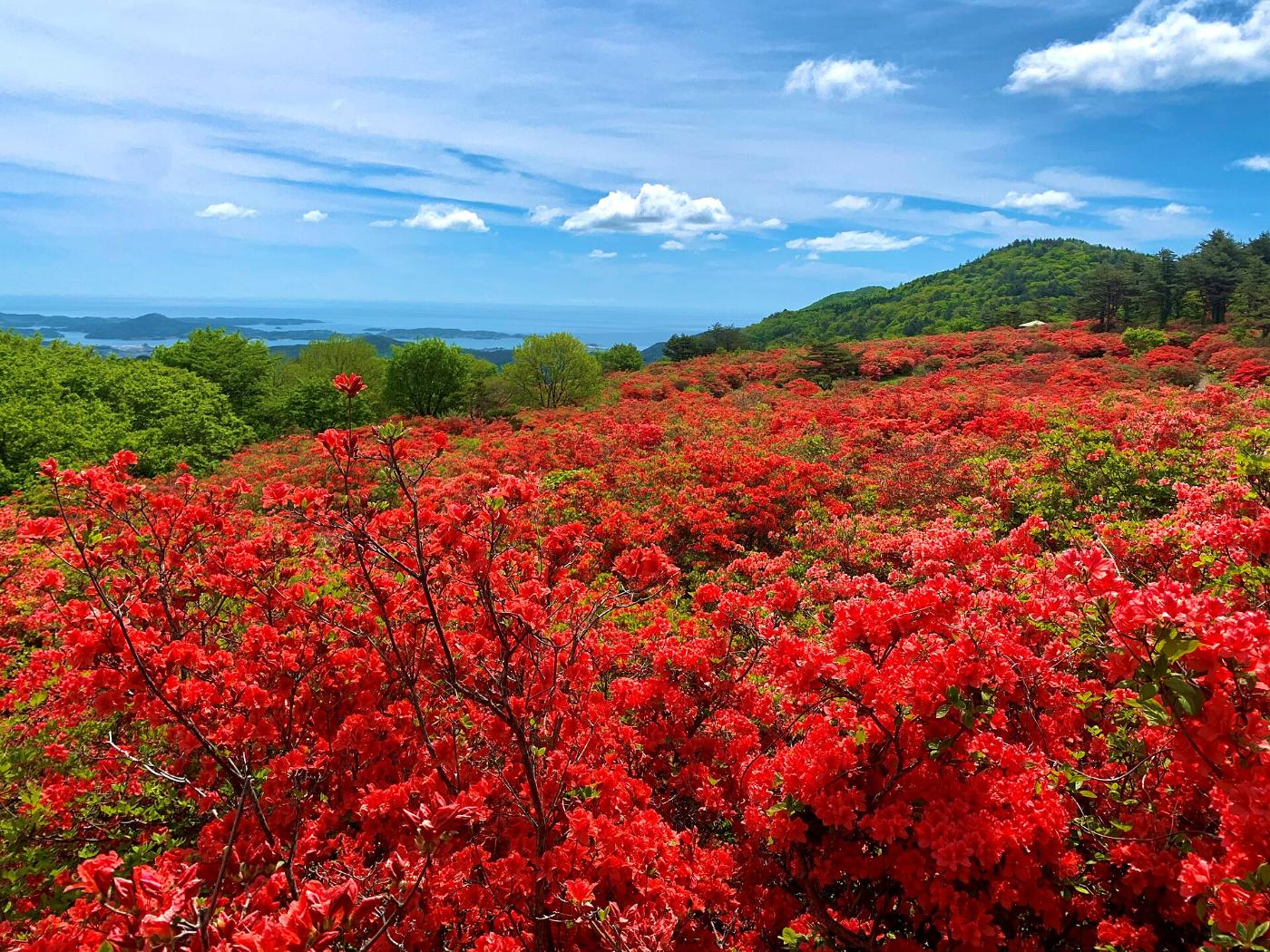 Azalea at Mount Tokusenjo, Kesennuma, Miyagi
