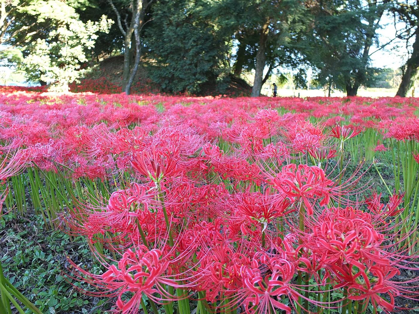 Red spider lily at Nanatsumori Kofun, Taketa, Oita